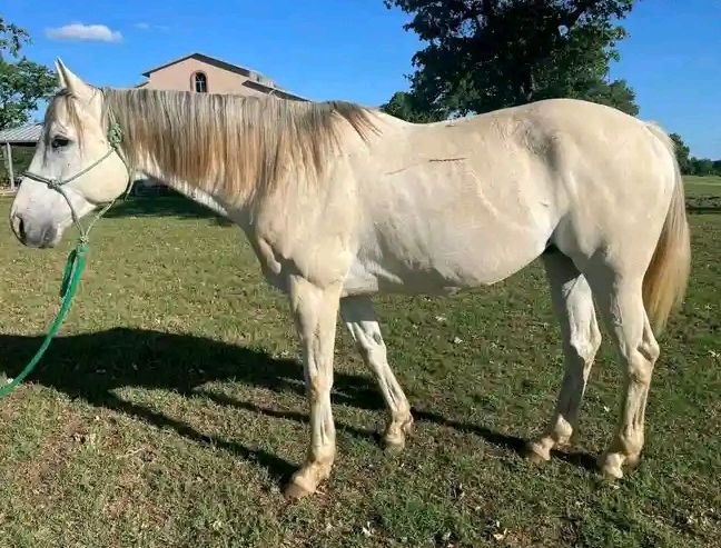 Beautiful 9yr old gelding