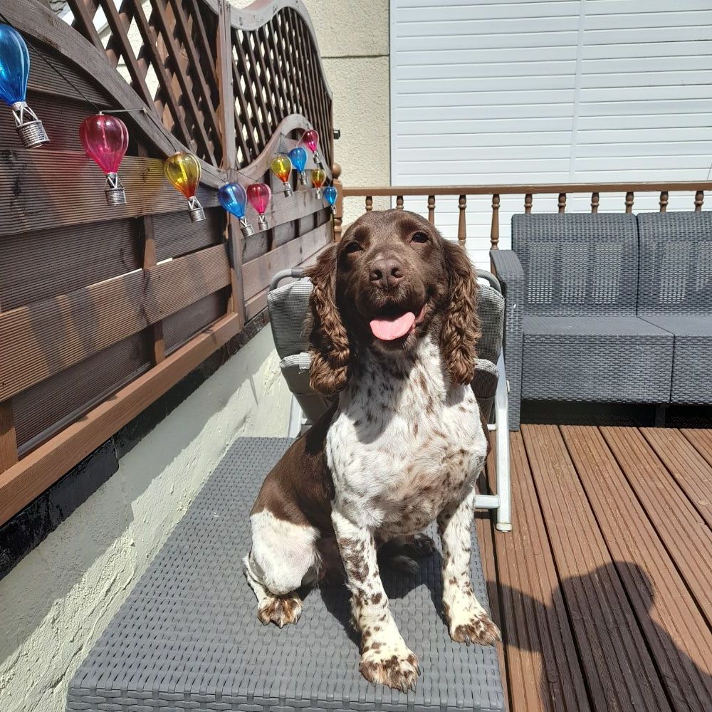 Springer Spanial Bitch