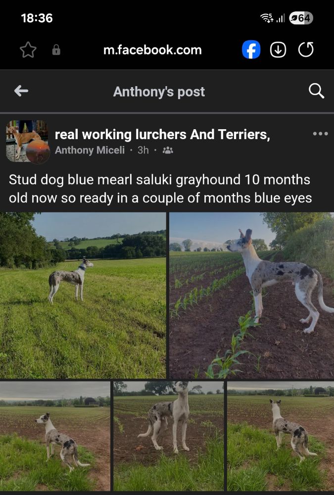 950288676_Screenshot_20250720_183649_SamsungInternet.jpg.ceab616e578d2429cf3d84d3383c4ab0.jpg