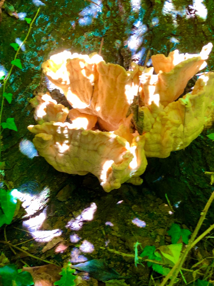 IMG_1466.jpeg.b5eddb897c66a71d714d86a887108edb.jpeg