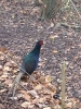 mrpheasant