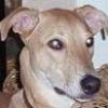 dinodog