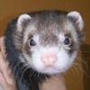 Lilyferret