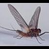 mayfly