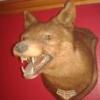 bullsmilk
