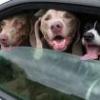 Weimaraner