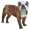 bulldogs_menagerie