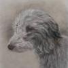 beddlington/greyhound
