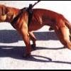 ROSCOW-P-