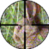rabbitman