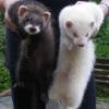 ferrety f