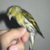 siskin