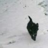 patterdale terrier