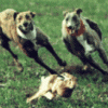 polecat bill