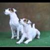 welsh_jackrussells