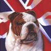 savagebulldog20