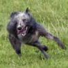 RatDog