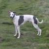 Scottish_Whippet