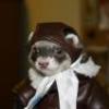 spartan_ferret