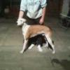 skyroo