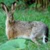 leveret