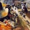 dogsireland086