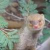 Bushdodger01
