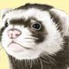 ferret keeper