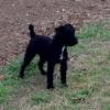 buzzthedog
