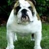 EnglishBulldog