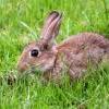 rabbitshooting