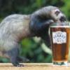 Bob the ferret