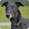 Greyhoundjet