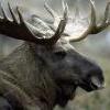 Swede Hunter
