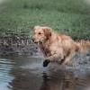 dog photography