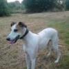 lurcher115