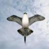 arctic skua