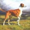 Hunting Lurcherterrier FS