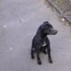 Salford black dog