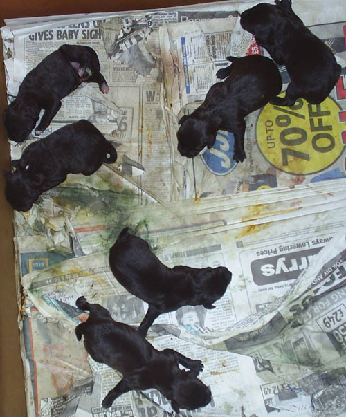 Terrier Pups