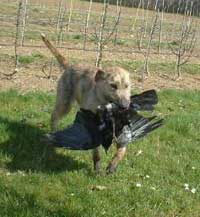 Meg on the retrieve.