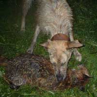 Meg Dispatching Fox.