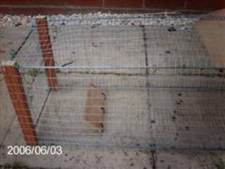 Rabbit Trap