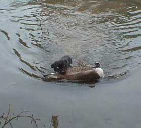 Water Retrieve