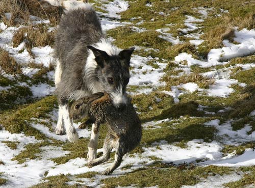 Ferreting In The Dales