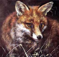 Fox Snaring, Fox Snares.