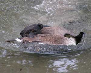Goose Retrieve.