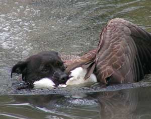 Another water retrieve.
