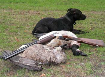 More Goose Shooting.