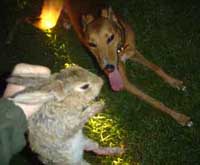 Continent Uitbeelding lassen Lamping Rabbits With Working Lurchers